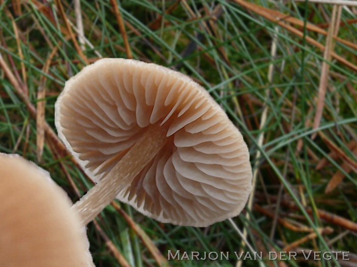 Dennensatijnzwam - Entoloma cetratum